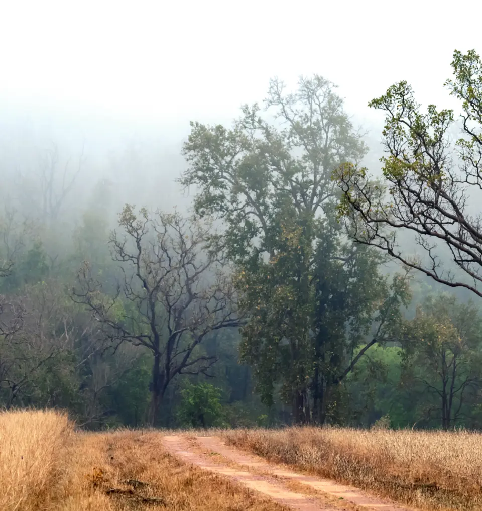 Jungle Safari near Pashan Garh