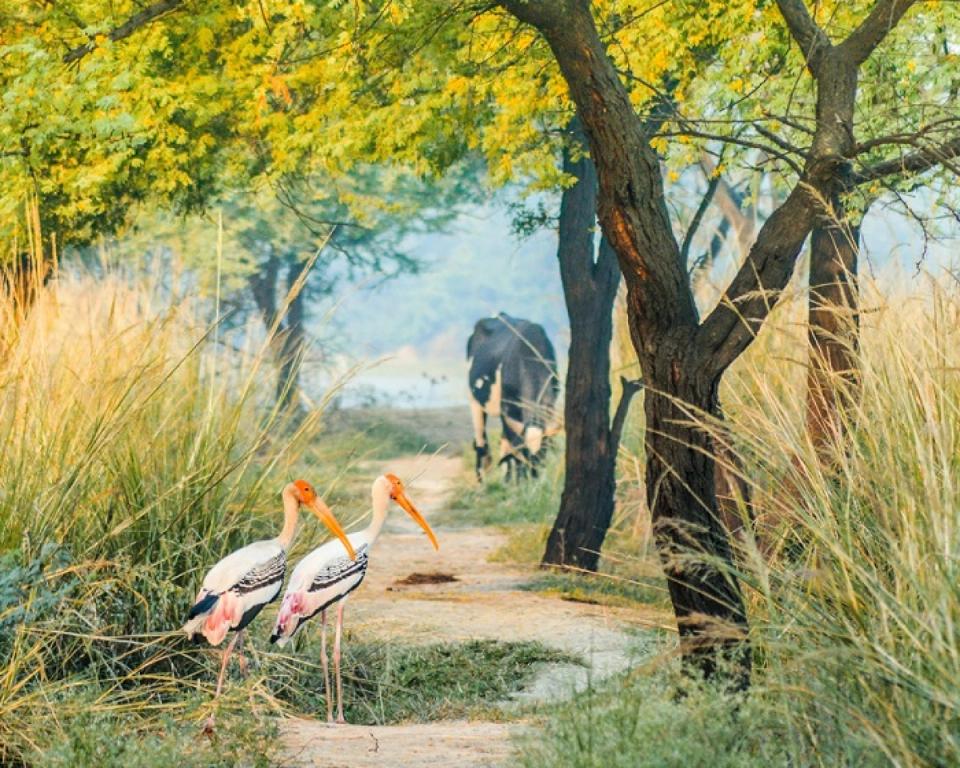 Sultanpur Bird Sanctuary - Attractions and Places to Visit in Gurugram