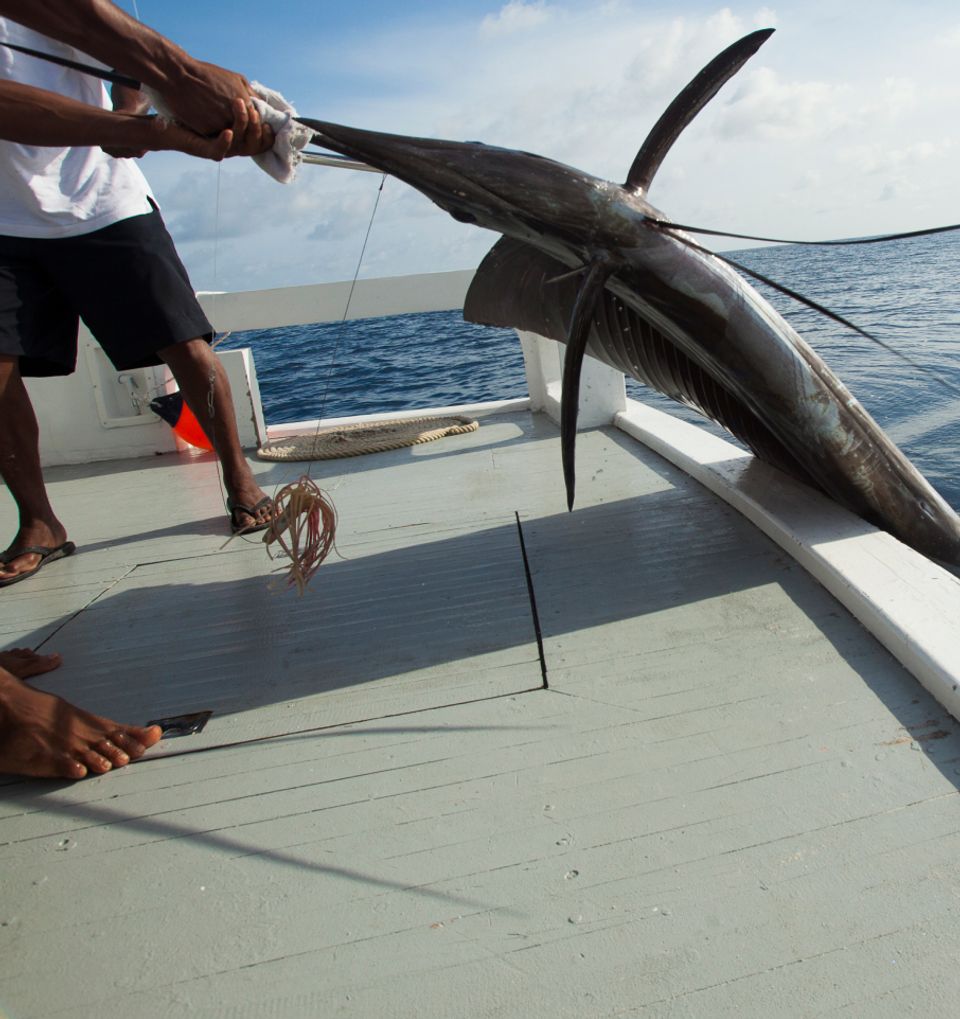 Sustainable Fishing - Experiences at Taj Coral Reef, Maldives