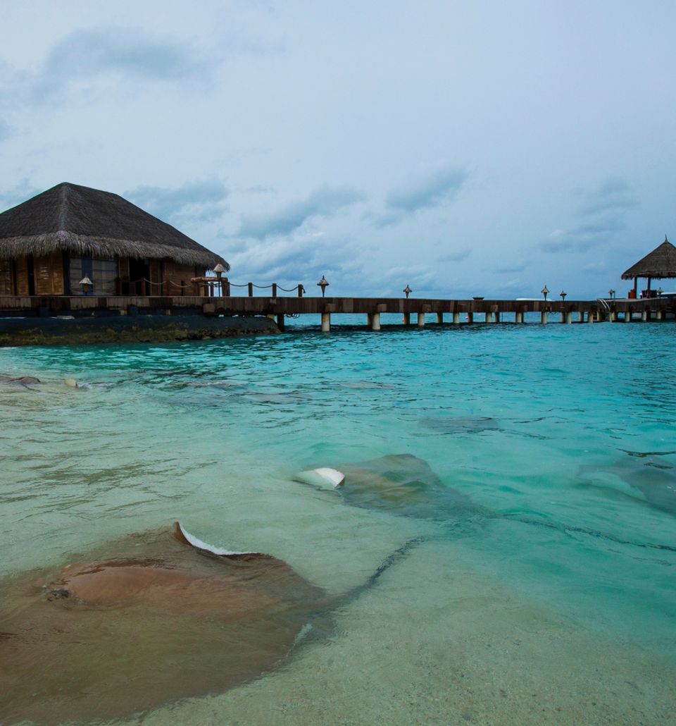 Snorkelling For Starters - Experiences at Taj Coral Reef, Maldives