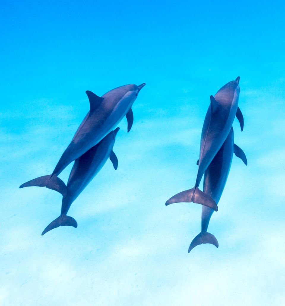 The Dance Of The Dolphins - Experiences at Taj Coral Reef, Maldives