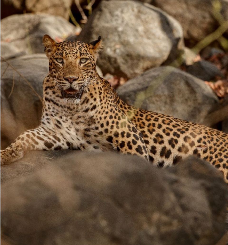 Leopard Safari - Experience at Taj Amer, Jaipur