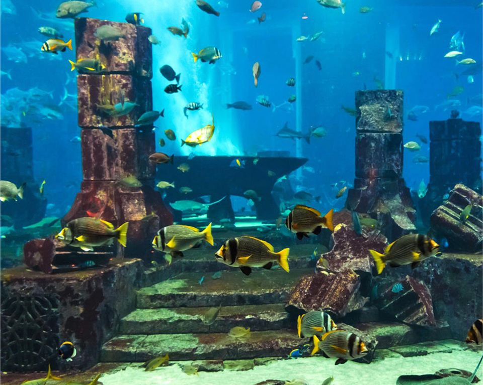 Dubai Aquarium near Taj Dubai