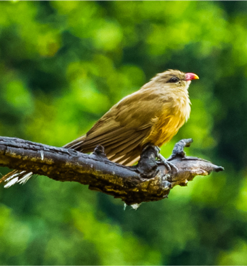 Go Birding - Taj Mahua Kothi