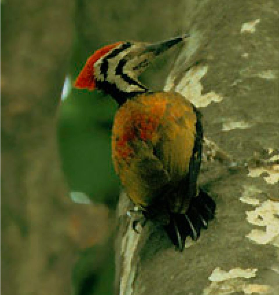 Situated Next To Kumarakom Bird Sanctuary - Taj Kumarakom Resort & Spa
