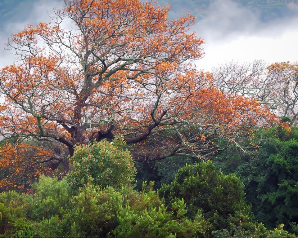 Kirstenbosch Botanical Gardens - Attractions & Places to Visit in Cape Town