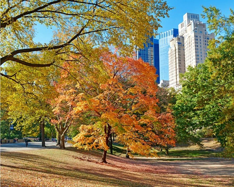 Central Park near The Pierre, New York