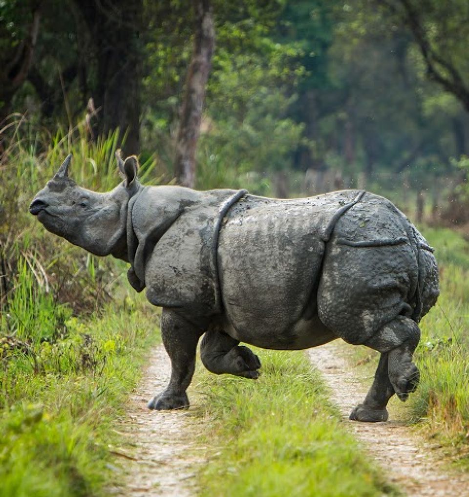 One Horn Rhino Grazing the Grasslands - Meghauli Serai, Nepal