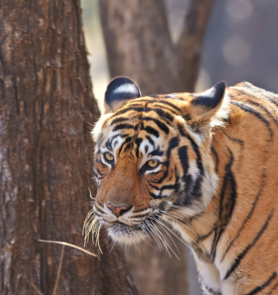 Bengal Tiger - Meghauli Serai, Nepal