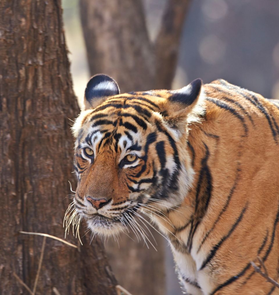 Meet Bengal Tiger of Bandhavgarh National Park