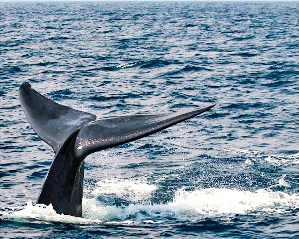 Whale Watching - Attractions & Places to Visit in Sri Lanka