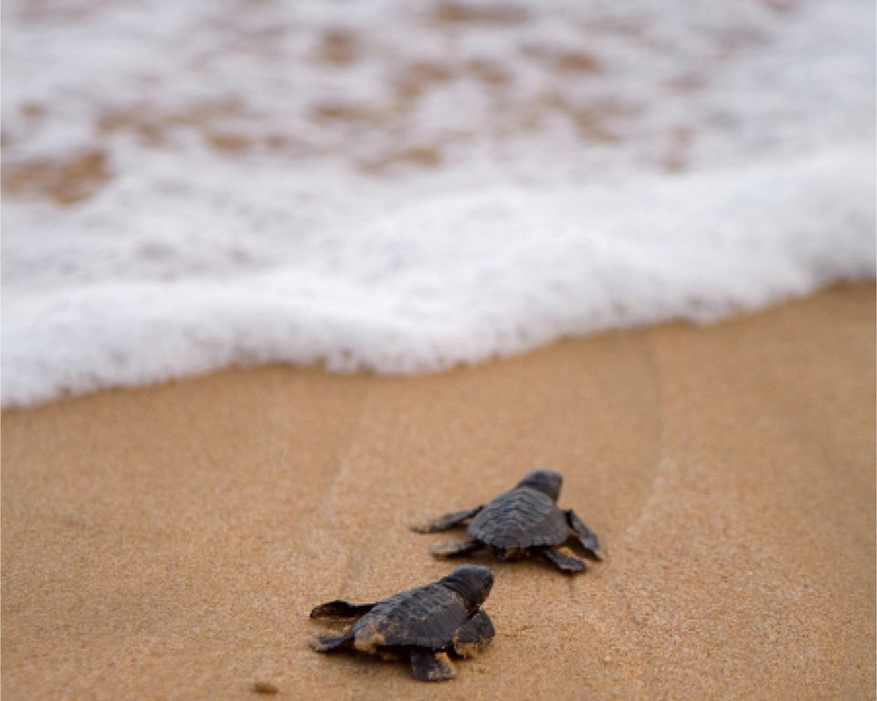 Kosgoda Turtle Conservation Project - Attractions & Places to Visit in Sri Lanka
