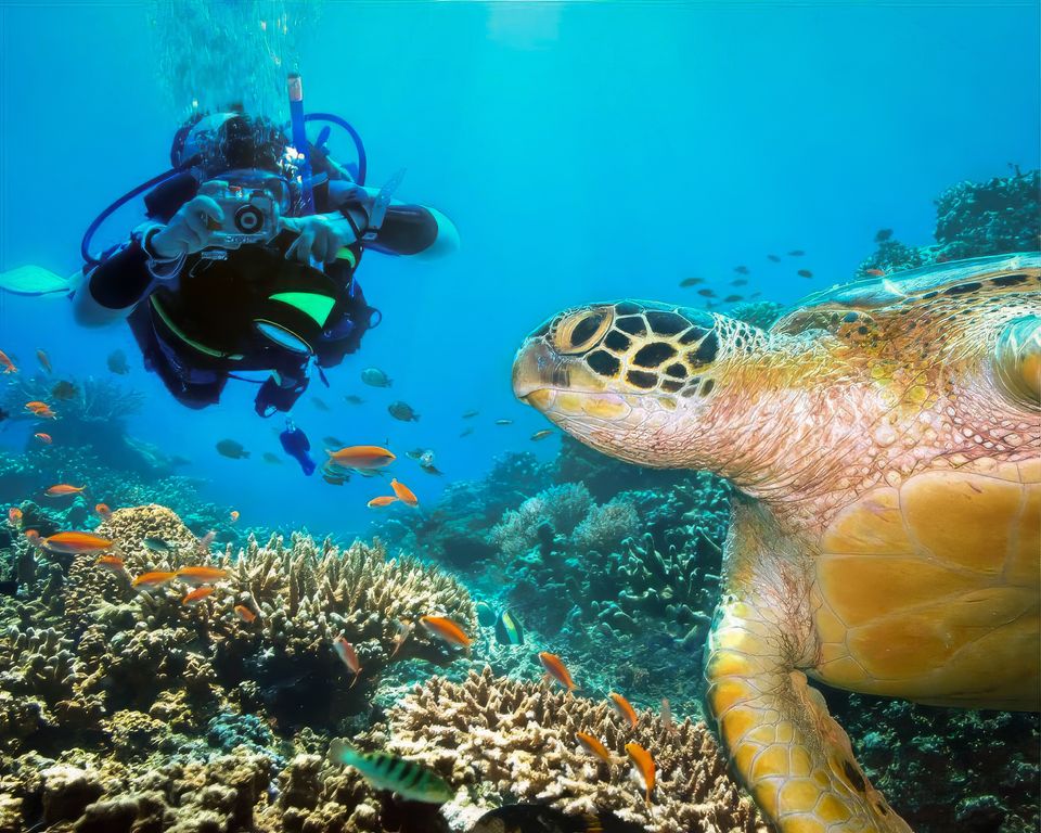Immerse Yourself In Marine Magic near Taj Exotica, Maldives