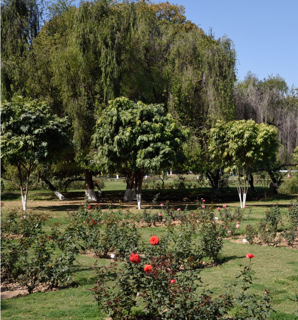  Rose Garden - Experiences at Taj Chandigarh