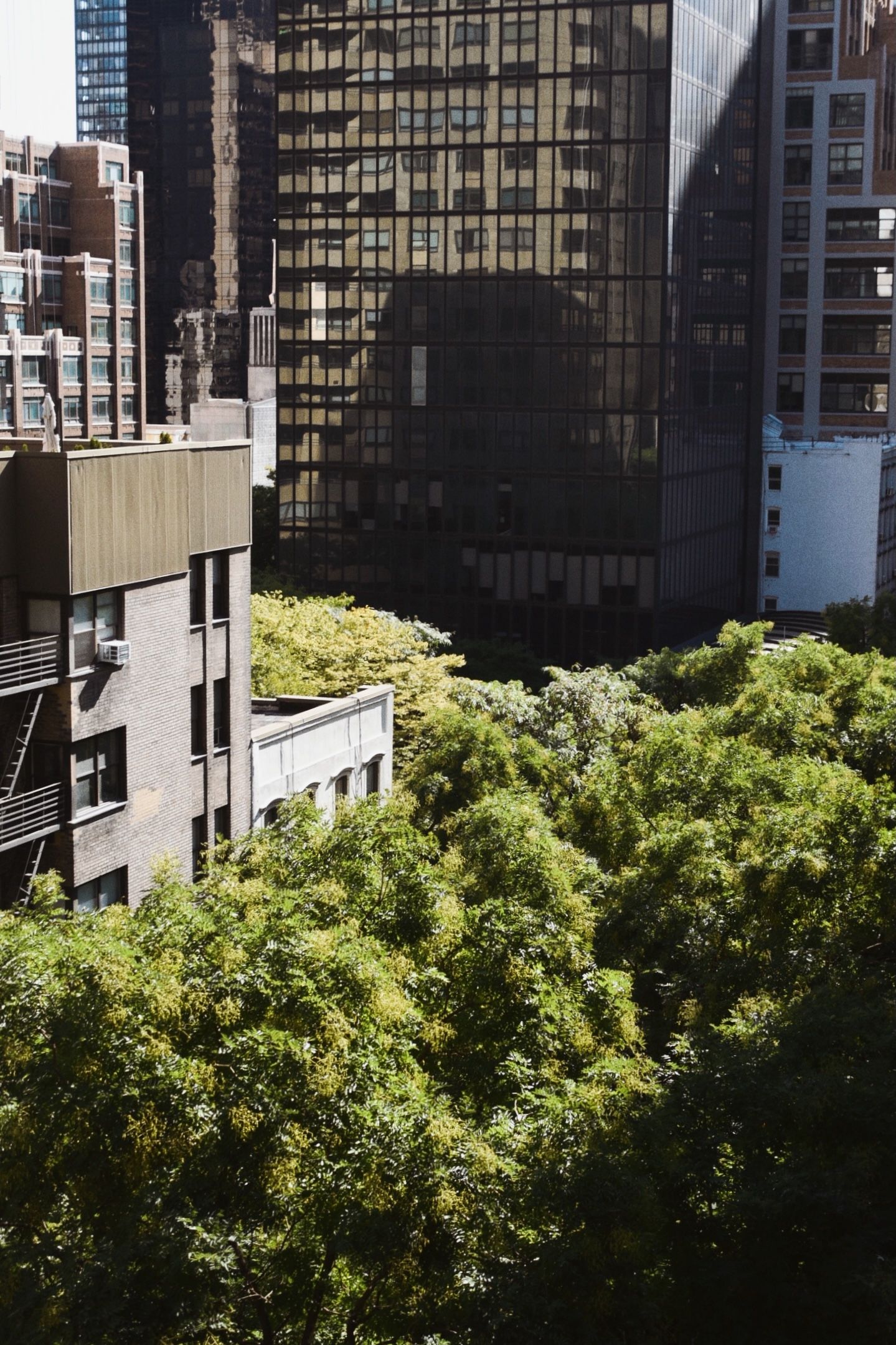 view over tree-lined street