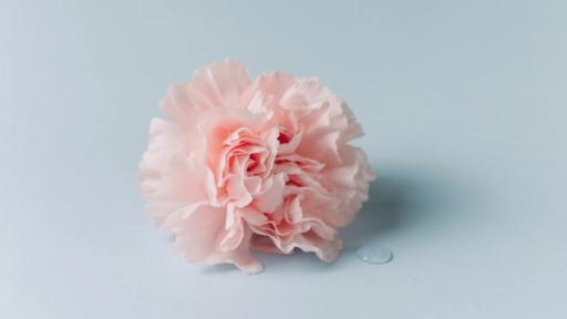 Festa della donna: fiori