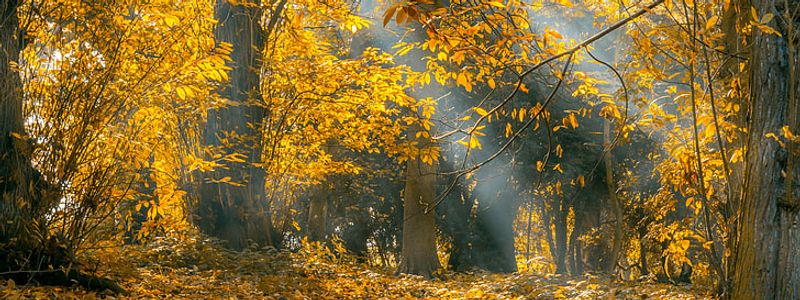 two-roads-diverged-in-a-yellow-database