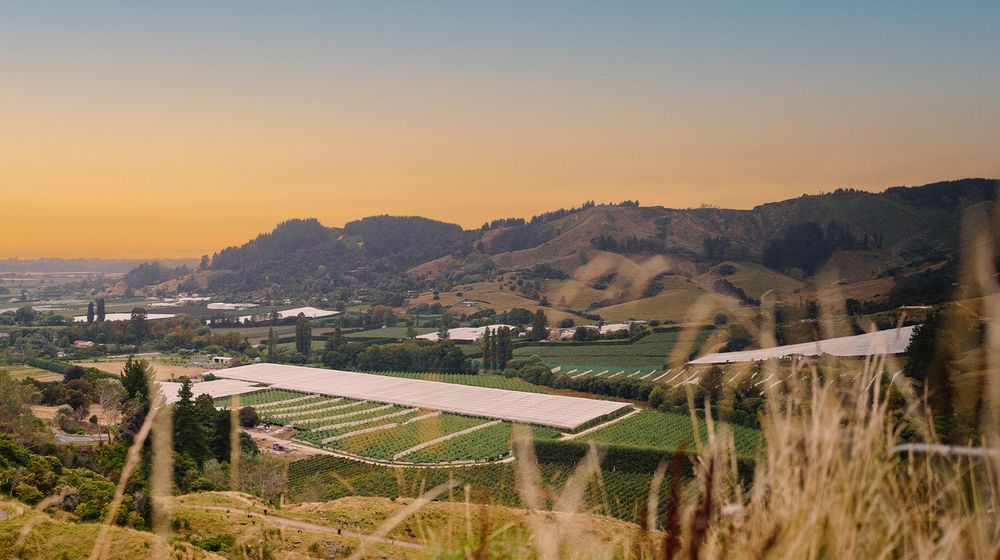 Grown in Takaka Hills, Tasman Region