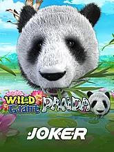 Wild Giant Panda