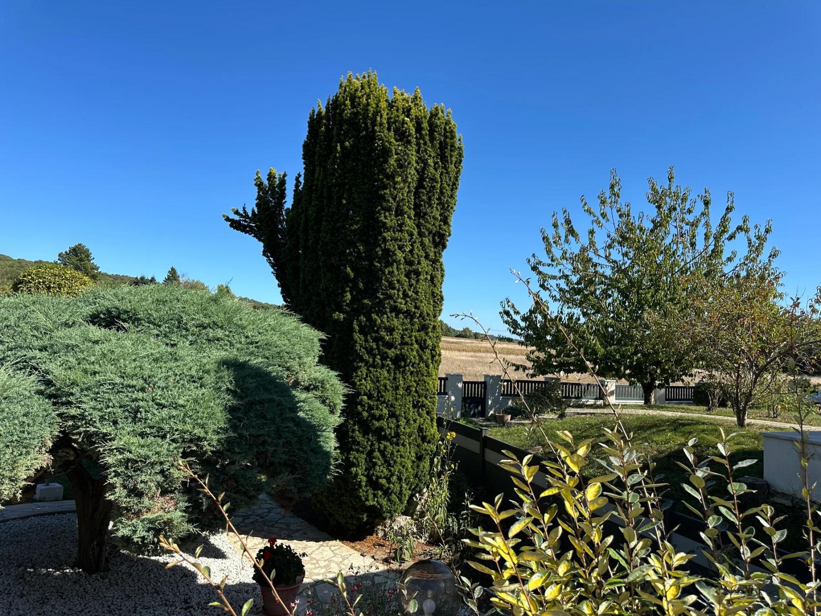 Arbuste taillé et plantations du jardin — Maule.