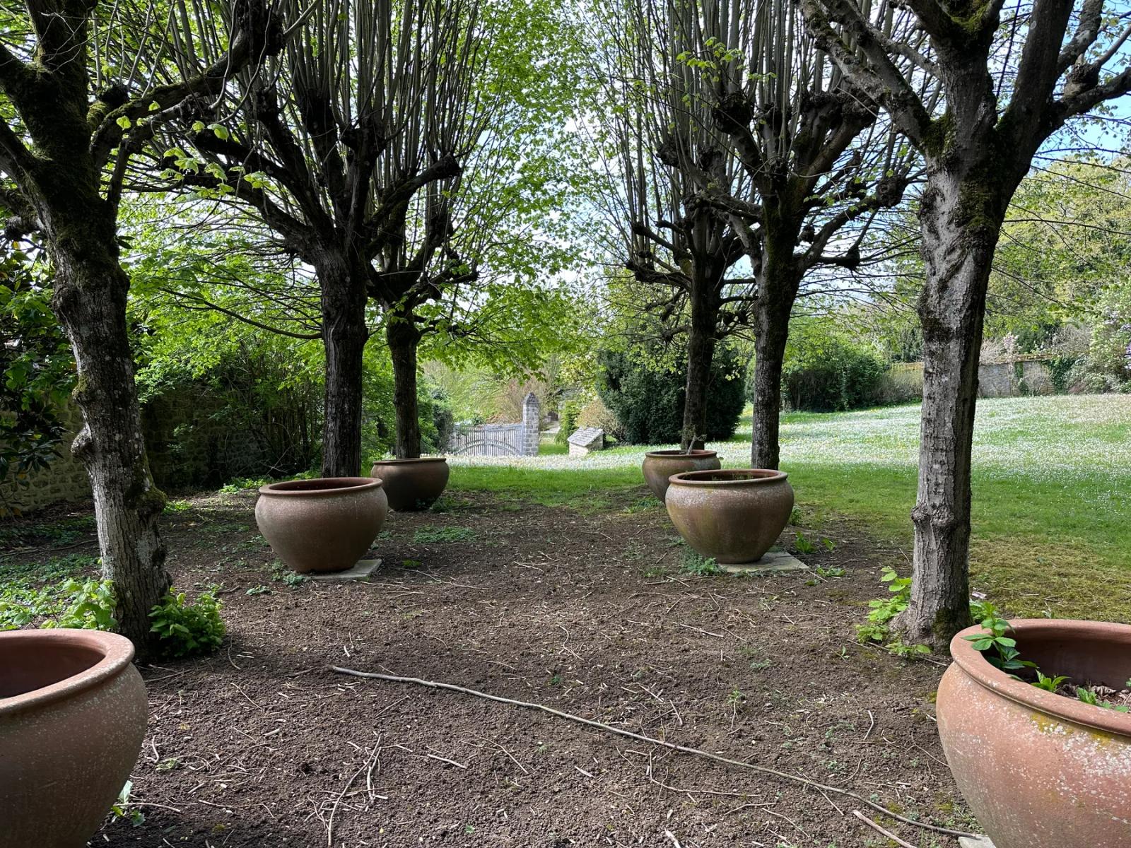 Allée ombragée par des arbres taillés, avec grands pots en terre cuite — Villeconin.
