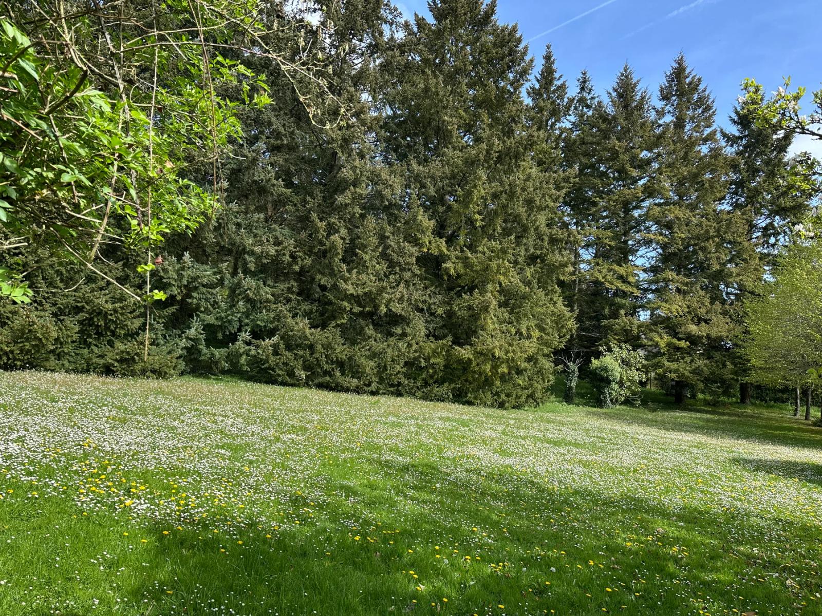 Grande pelouse en lisière d’un espace boisé — Villeconin.