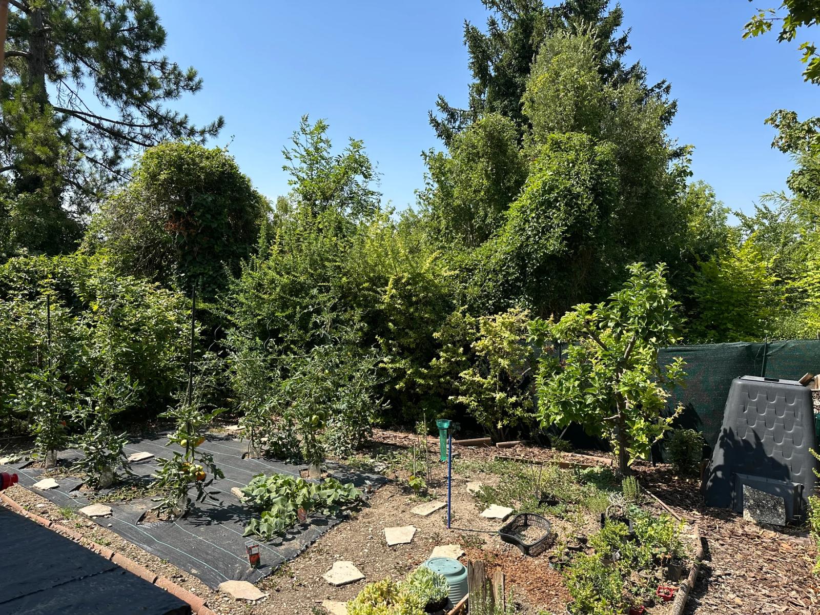 Massif de plantes et arbustes dans le jardin — Maule.
