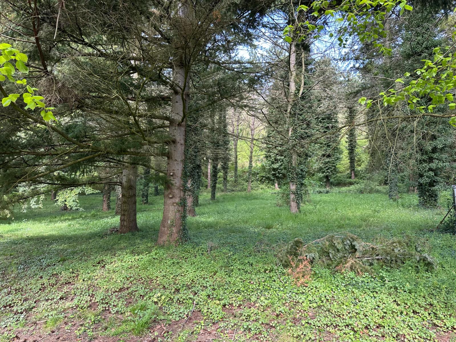 Partie boisée du terrain avec conifères — Villeconin.