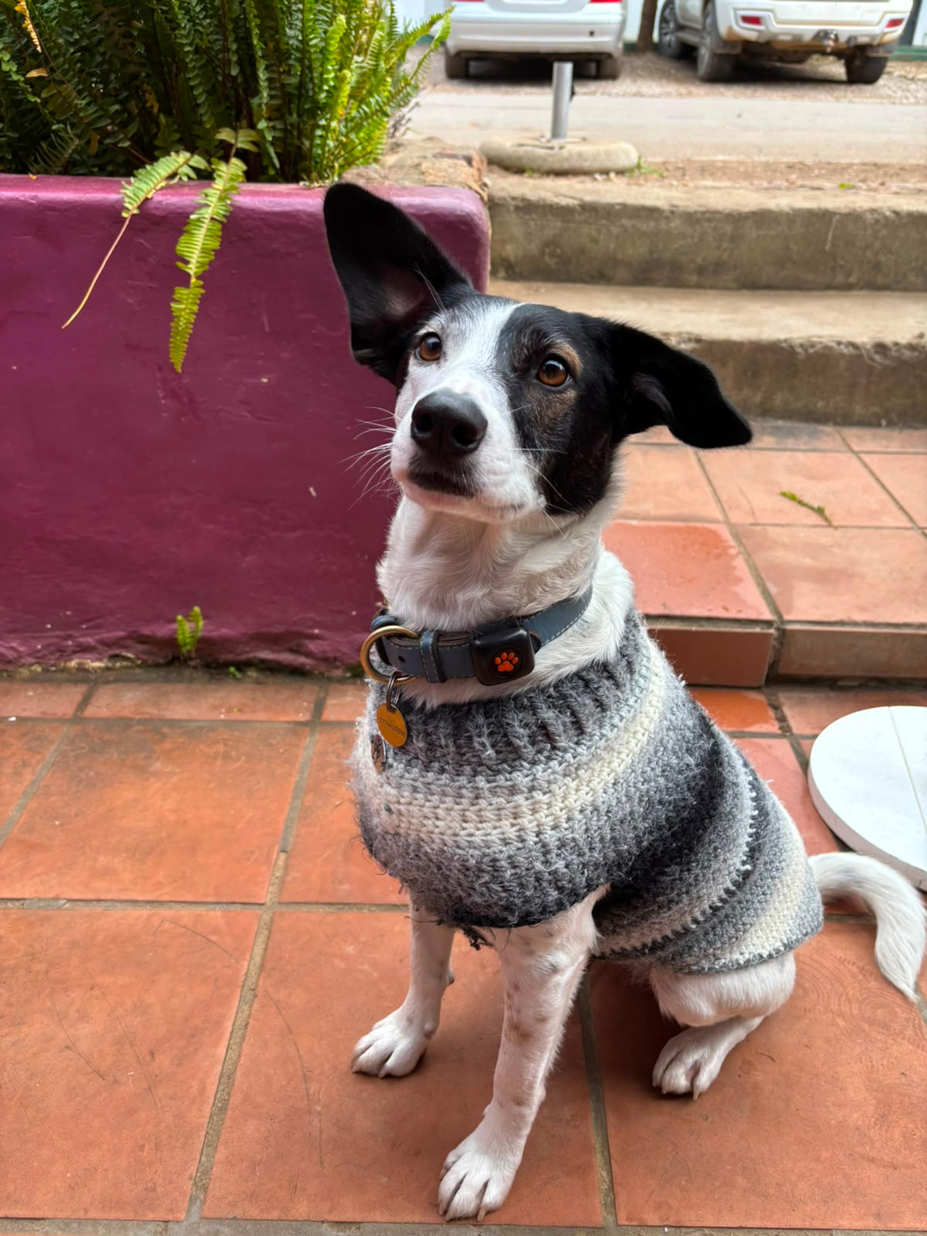 Furever Always Dog Jersey