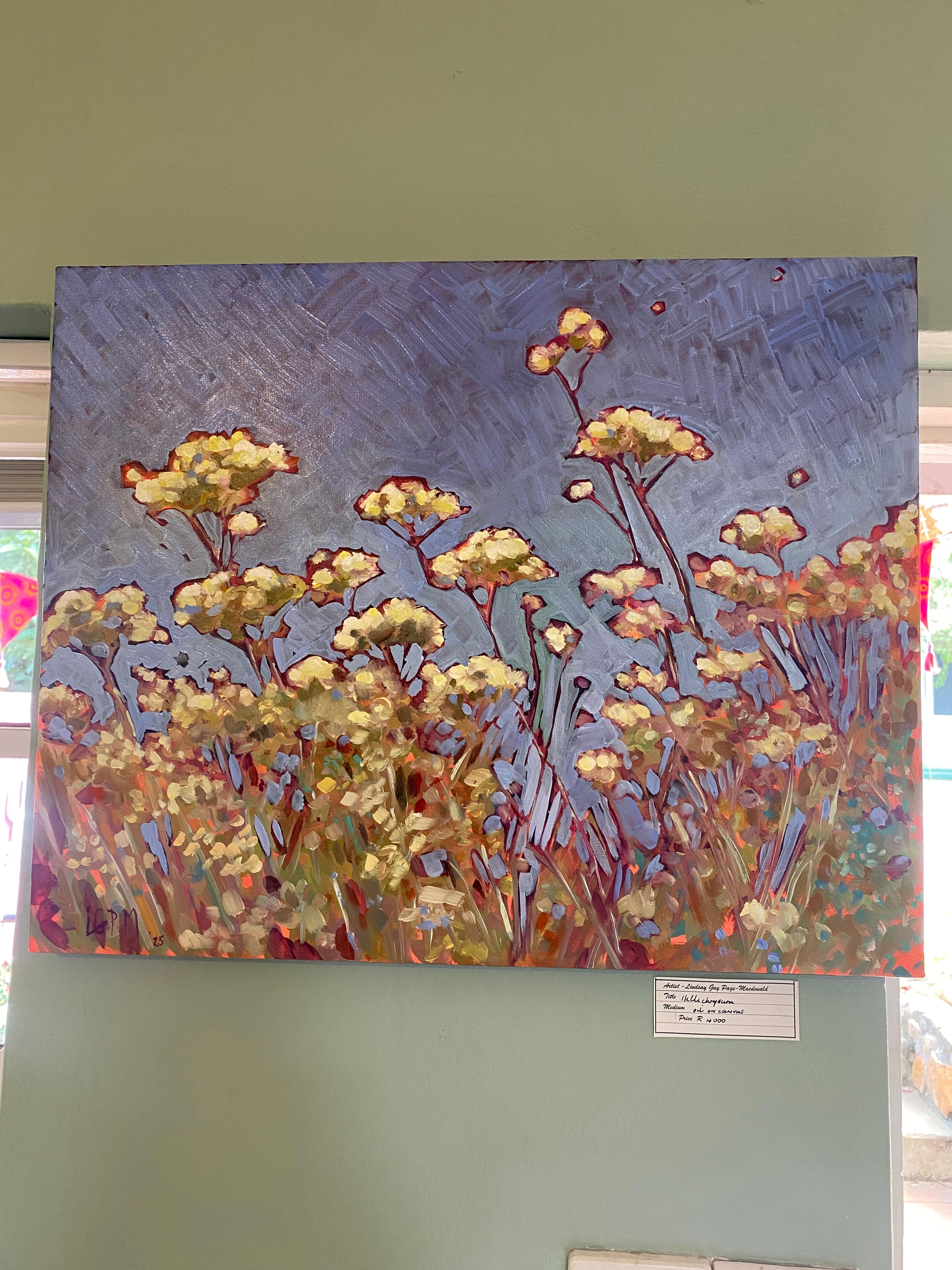 Hellichrysum 2025 Lindsay Macdonald