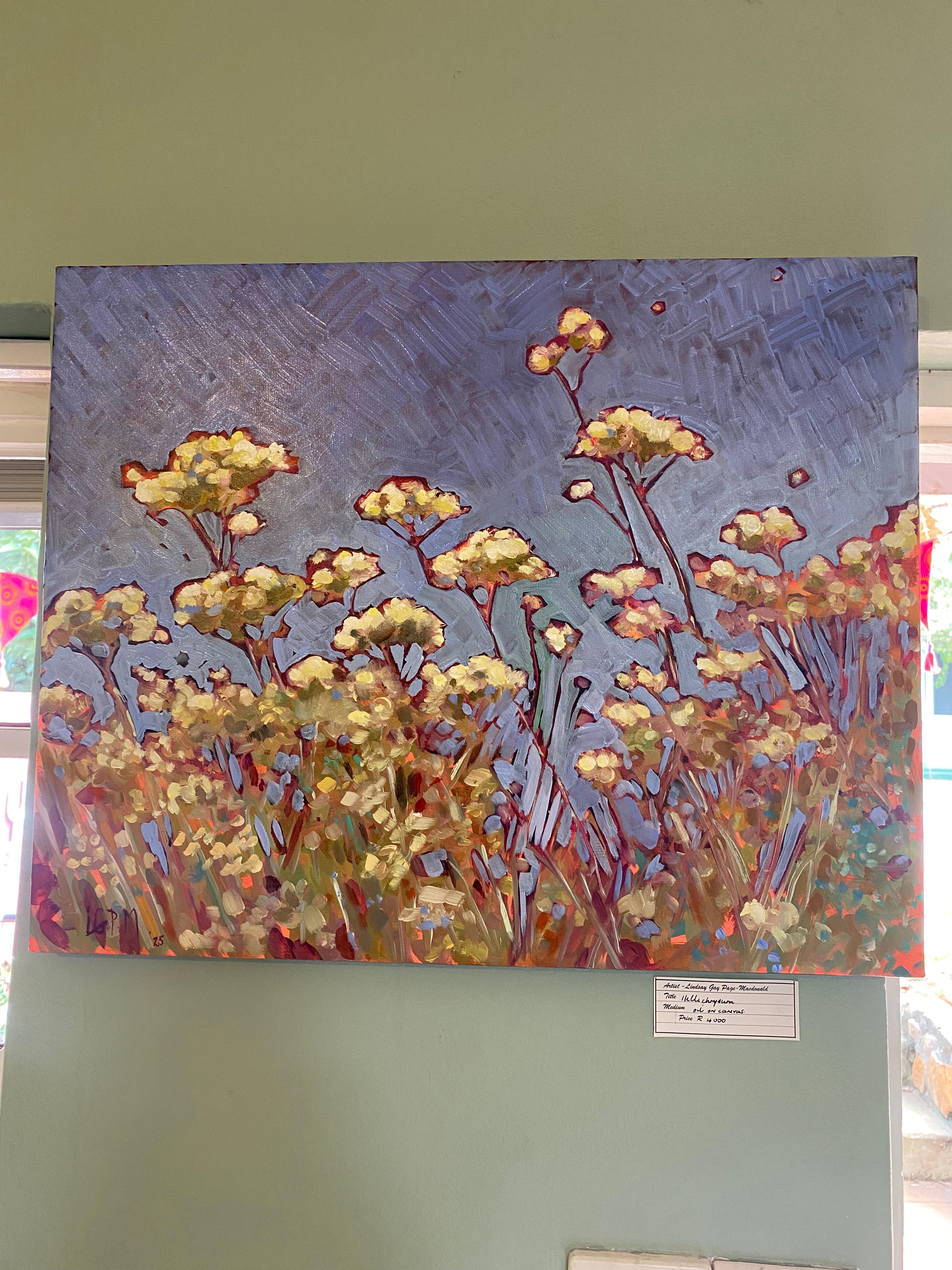 Hellichrysum 2025 Lindsay Macdonald