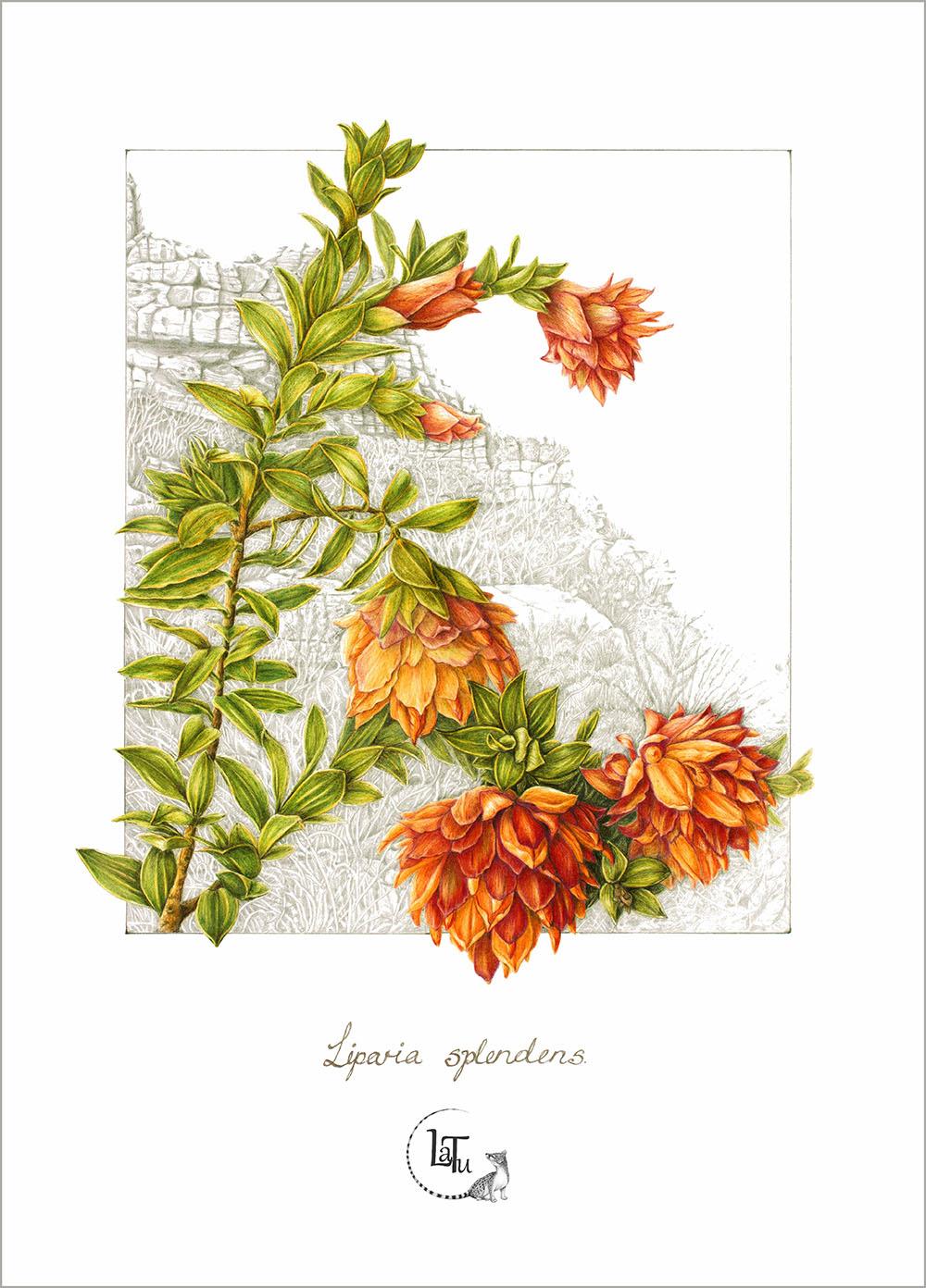 Latu Tea Towels