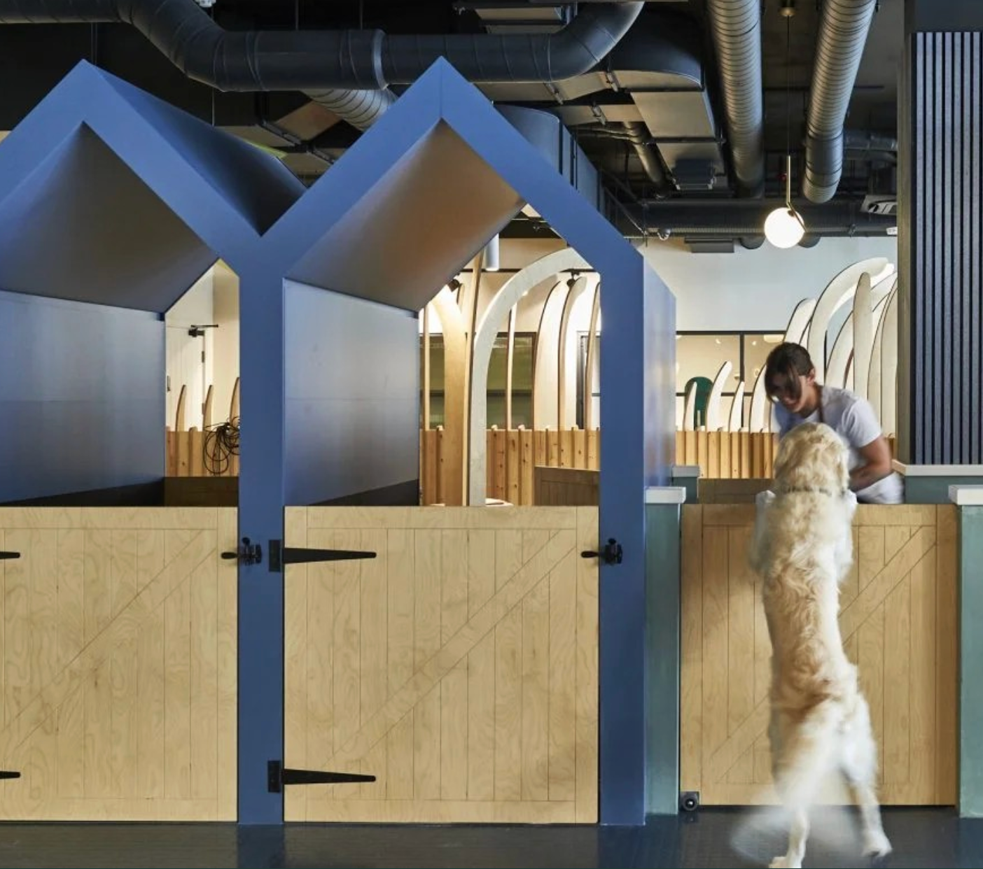 Introductory offer, 50% off a dog groom at Wagworks when you book before Christmas