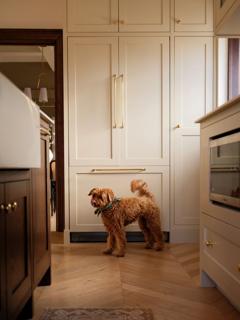 Dog in a kitchen