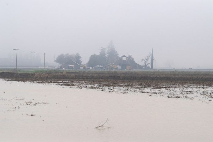 A flooded agricultural field beneath a pale, misty sky.