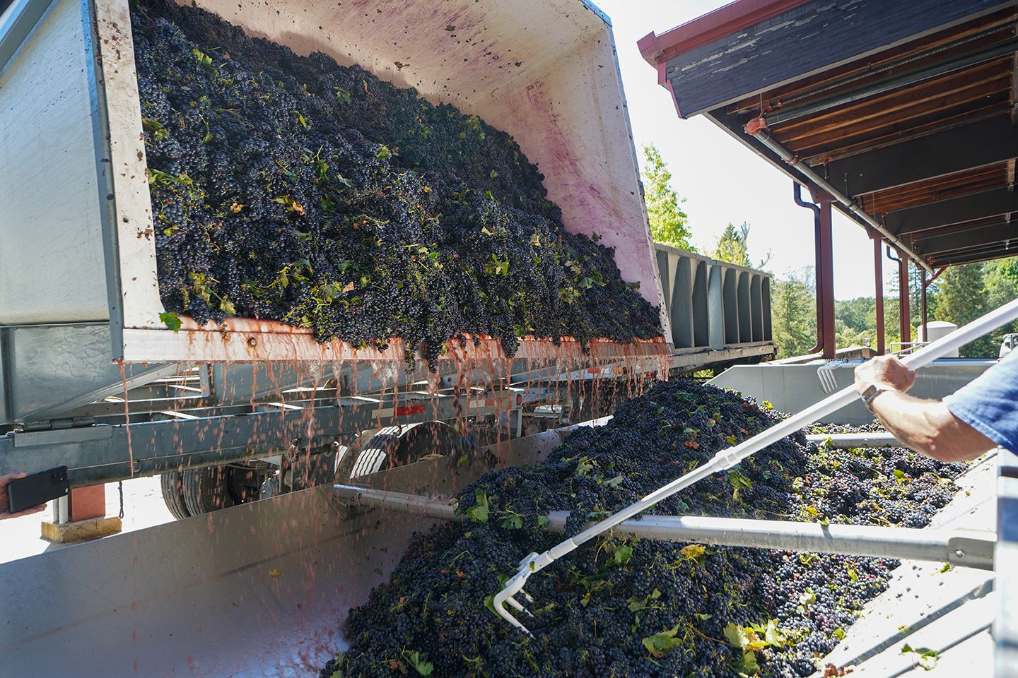 Rous Grapes