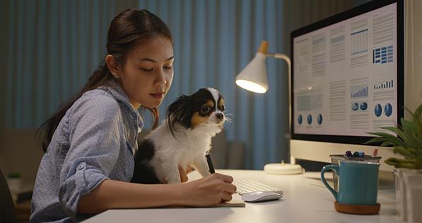 A woman works at a desktop computer with a small dog on her lap.