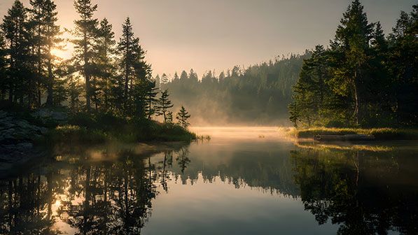 Sunlight filters through evergreen trees beside a misty lake, with reflections on the water.