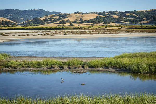 A bird wades in a marsh pond with green grass, backed by an estuary with mudflats and golden hills.