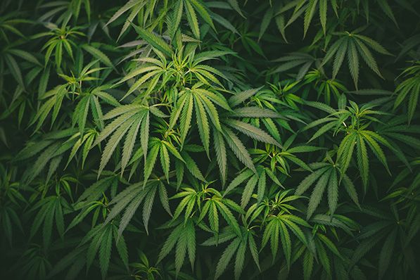 Lush green cannabis plants.