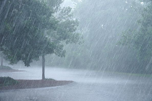 Heavy rain falls across a road lined with trees.