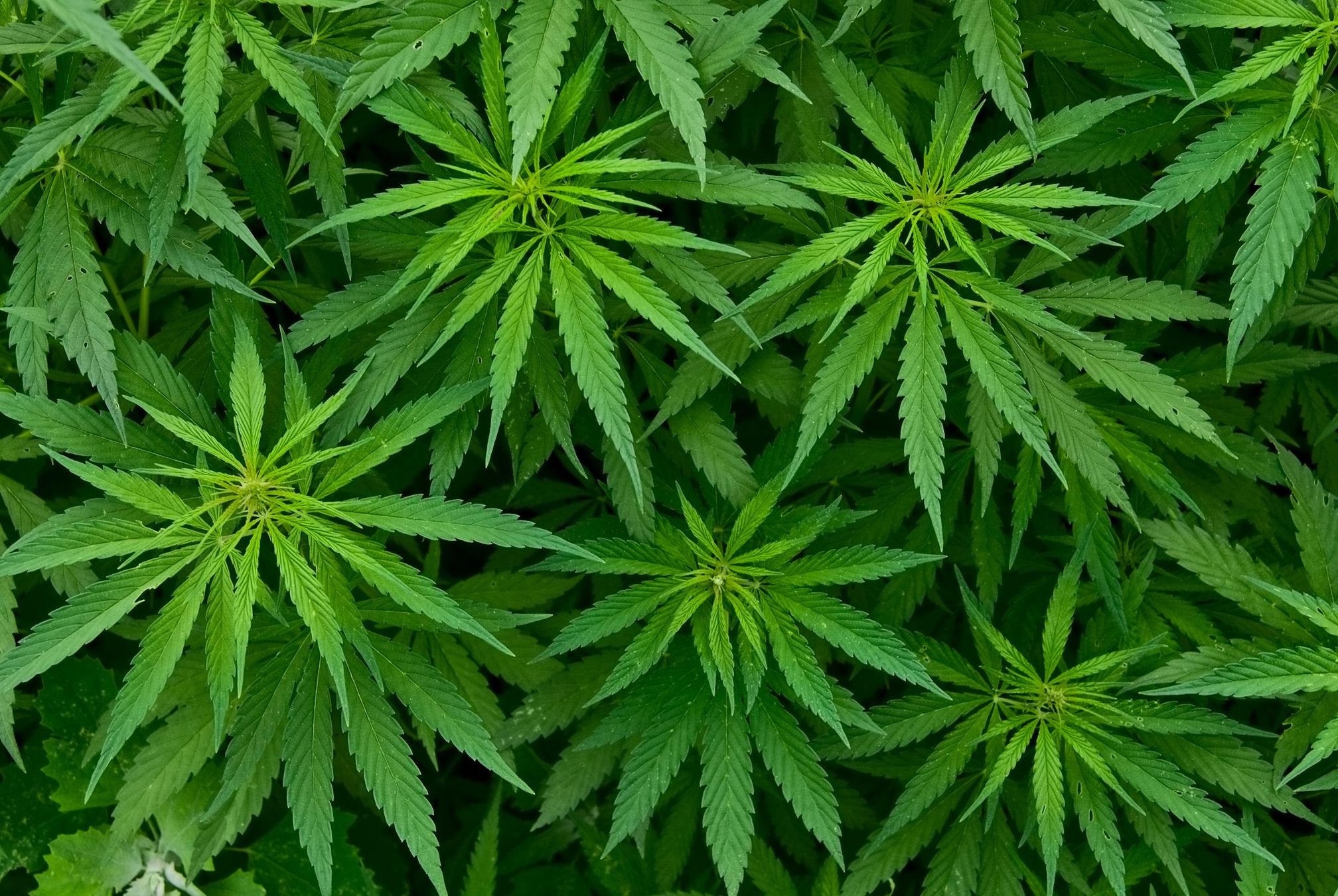 A dense canopy of green cannabis leaves.