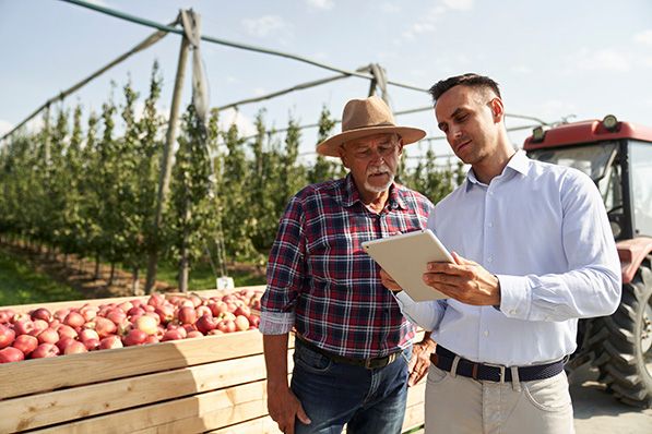 Two men review a tablet beside crates of apples and orchard rows.