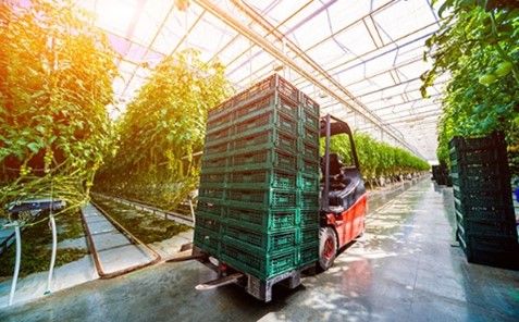 A forklift carries stacked green crates through a sunlit greenhouse.