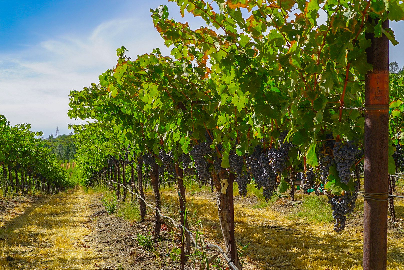 Grapes