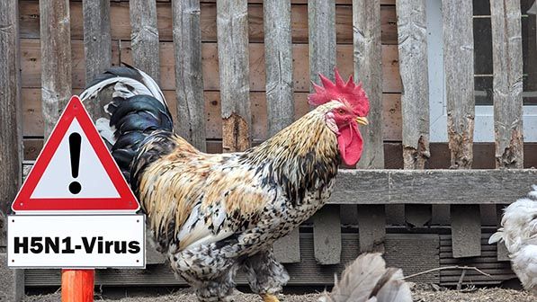 A rooster stands beside a warning sign labeled H5N1-Virus.