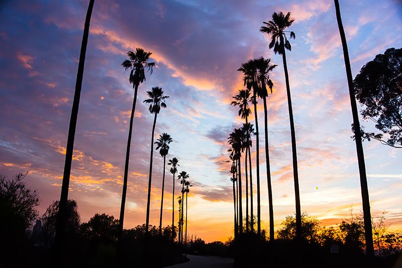 Tall palm trees silhouetted against a colorful sunset sky.