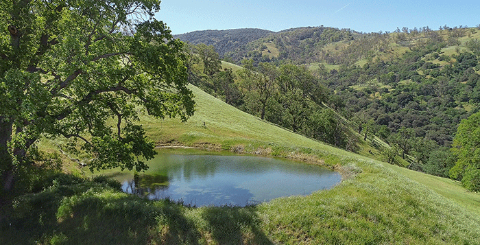Green hills and oak trees surround a small reflective pond.
