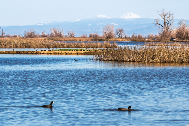 Ducks swim in a wetland with reeds, bare trees and snowy mountains in the distance.