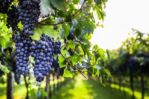 Clusters of dark purple grapes hang among green leaves in a sunlit vineyard.